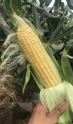 赤峰收購羊糞廠家電話號碼是多少-第1張圖片