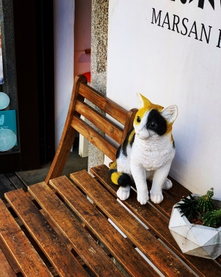 臺北赤峰街寵物店地址電話號碼-第1張圖片