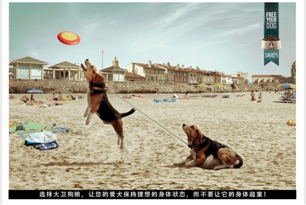 赤峰出售吉娃娃店電話號碼多少-第1張圖片