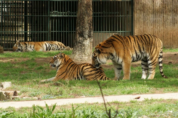 赤峰東郊動(dòng)物園電話多少號(hào)-第1張圖片