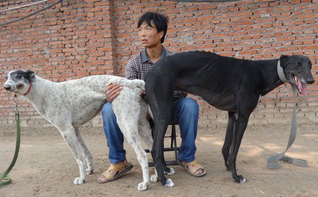 赤峰格力犬業(yè)公司地址電話號碼-第1張圖片