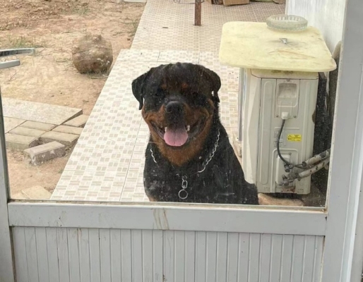 赤峰狗狗專賣店電話多少號-第1張圖片