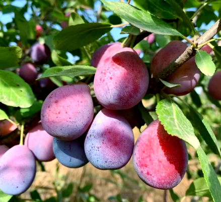 赤峰西梅采摘園電話多少號-第1張圖片