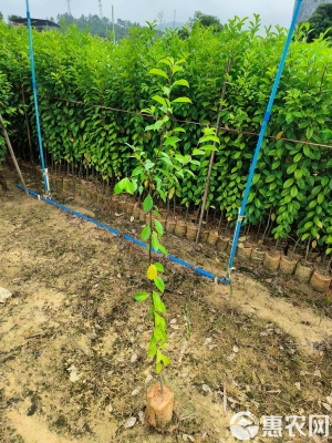 赤峰小葉冬青樹批發(fā)電話地址-第1張圖片