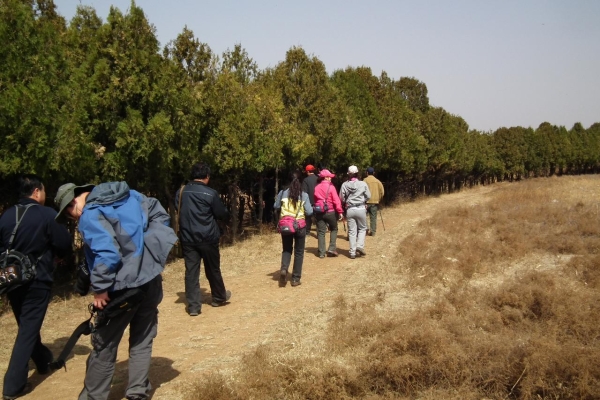 赤峰祭壇花廠家供貨電話號碼查詢-第1張圖片