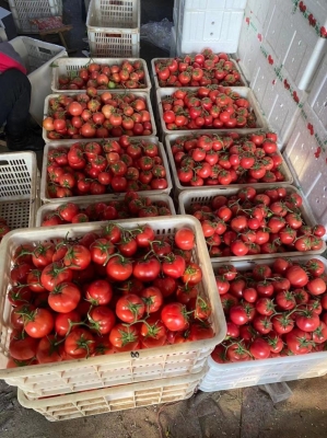 赤峰收柿子客商店電話號(hào)碼是多少-第1張圖片