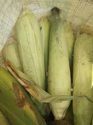 赤峰東子玉米出售電話號碼查詢-第1張圖片