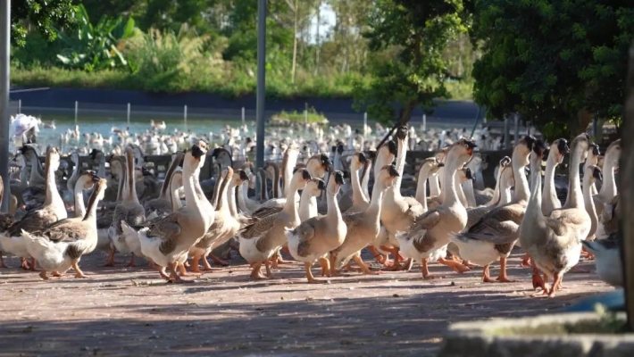 赤峰養(yǎng)鵝場(chǎng)批發(fā)電話號(hào)碼-第1張圖片