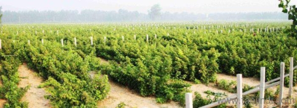 赤峰市天山采摘園電話號碼查詢-第1張圖片