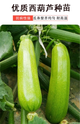 赤峰葫蘆苗批發(fā)市場(chǎng)電話號(hào)碼-第1張圖片