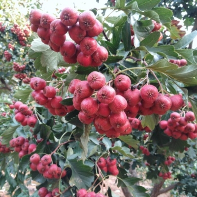 赤峰山楂采摘基地電話號碼查詢-第1張圖片