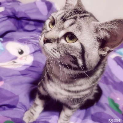 赤峰市貓砂廠電話地址查詢-第1張圖片