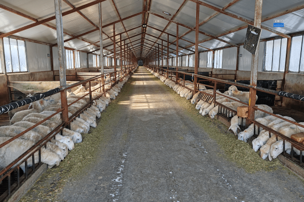 赤峰市養(yǎng)殖羊場地址電話號碼-第1張圖片