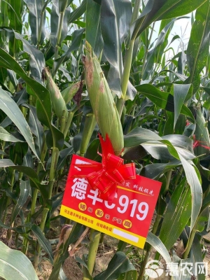 赤峰市德豐種業(yè)有限公司-第1張圖片