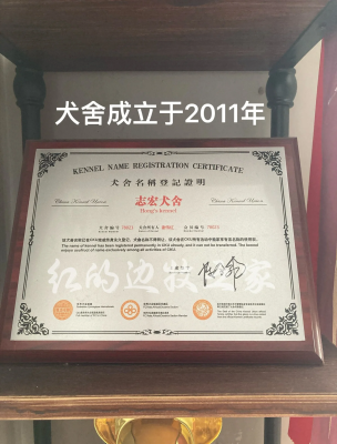 赤峰邊牧犬舍生活館電話號(hào)碼-第1張圖片