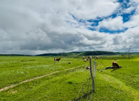 赤峰用錢扎花廠家電話地址是多少-第1張圖片