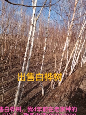 赤峰大板到松山區(qū)客車電話號(hào)碼-第1張圖片