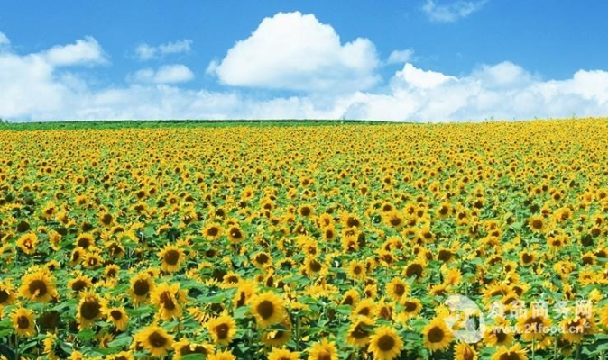 赤峰食葵種子有限公司電話號碼-第1張圖片