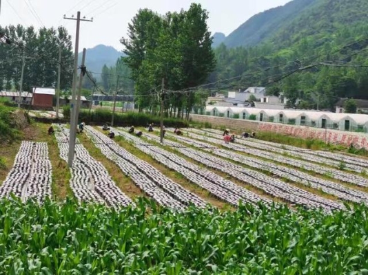 赤峰秋麻菜采摘基地電話號碼-第1張圖片