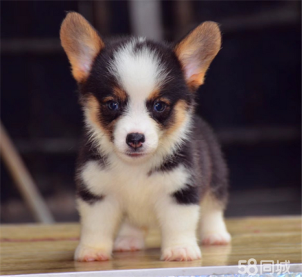 赤峰柯基賣家具電話多少號(hào)-第1張圖片