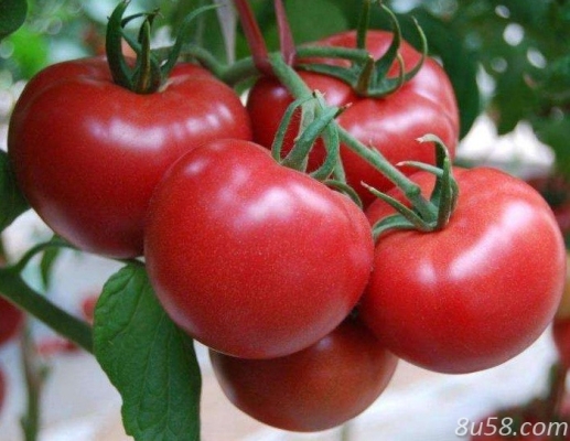 赤峰紅潤百貨電話號(hào)碼多少-第1張圖片