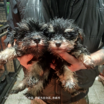 赤峰市寵物出售電話號(hào)碼查詢-第1張圖片