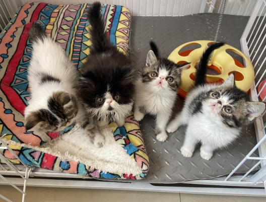 赤峰寵物實(shí)體店電話多少號(hào)-第1張圖片