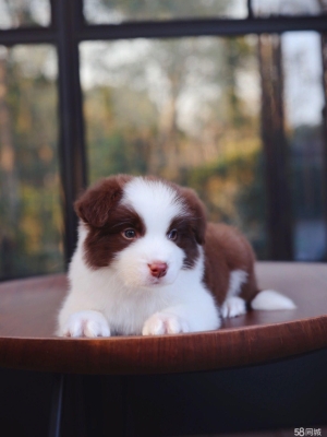 赤峰宏偉犬舍電話(huà)號(hào)碼查詢(xún)是多少-第1張圖片