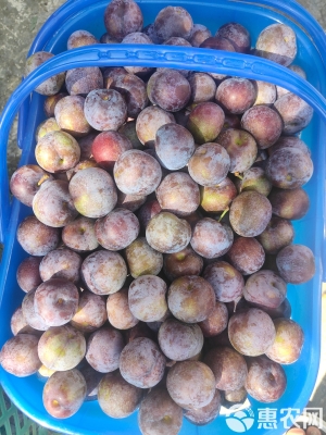 赤峰市珍珠果基地電話號(hào)碼-第1張圖片