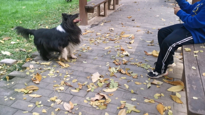 赤峰幫忙遛狗電話號碼是多少號-第1張圖片