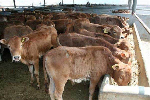 赤峰通凱養(yǎng)殖場電話地址查詢-第1張圖片