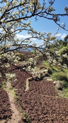 赤峰新農(nóng)人養(yǎng)蜂人電話號(hào)碼查詢(xún)-第1張圖片