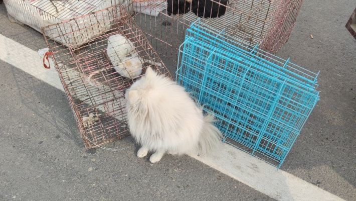 赤峰市賣兔子的地方電話號碼-第1張圖片