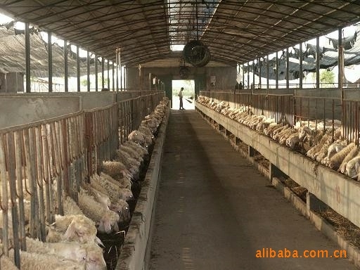 赤峰市育肥羊場電話地址查詢-第1張圖片