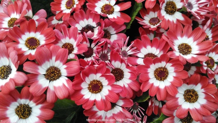 赤峰天虹花卉市場(chǎng)幾點(diǎn)關(guān)門-第1張圖片