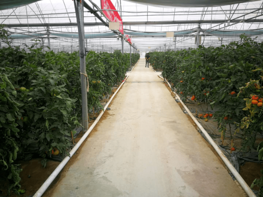 赤峰蔬菜育苗聯(lián)系電話號碼查詢-第1張圖片