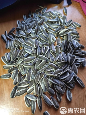 赤峰葵花籽廠家直銷電話號(hào)碼-第1張圖片