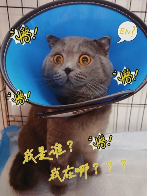 赤峰平價寵物醫(yī)院地址電話號碼-第1張圖片