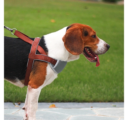 赤峰賣寵物狗的電話地址是多少-第1張圖片