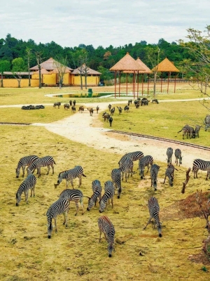 赤峰森林王國萬達(dá)店電話號碼-第1張圖片