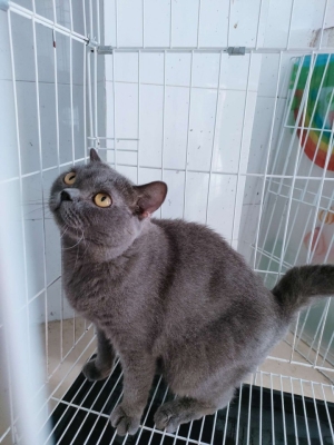 赤峰市藍(lán)貓領(lǐng)養(yǎng)中心電話號碼-第1張圖片