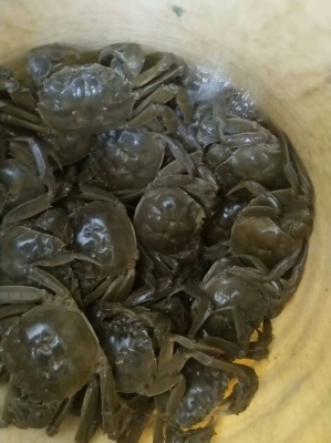 赤峰賣螃蟹的地方-第1張圖片