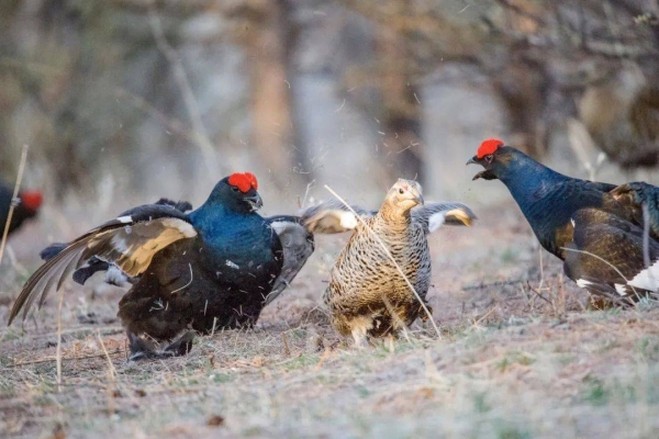 赤峰堪鳥燒烤電話號碼查詢-第1張圖片
