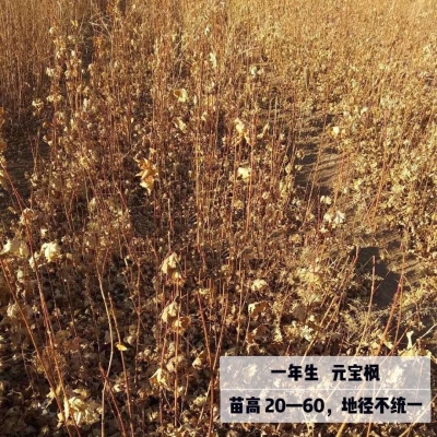 赤峰苗木回收公司電話號碼查詢-第1張圖片