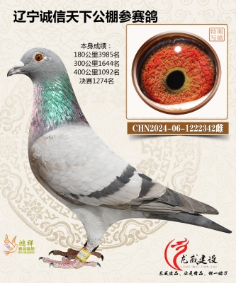 赤峰信鴿拍賣網(wǎng)站官網(wǎng)電話號碼-第1張圖片