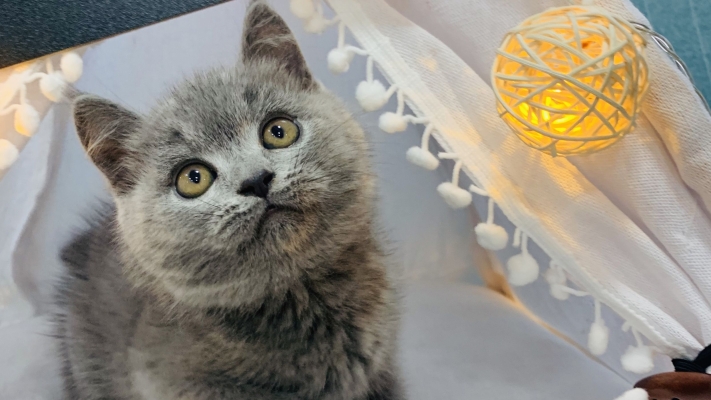 赤峰同城貓舍電話多少號碼-第1張圖片