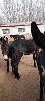 赤峰愛貓愛狗群電話地址查詢-第1張圖片