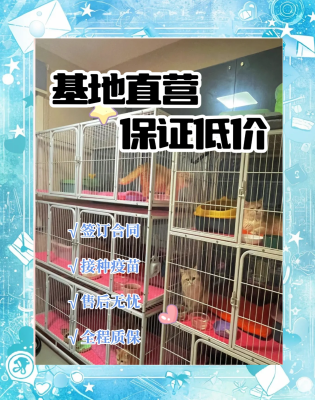 赤峰柯基狗舍電話號碼多少-第1張圖片