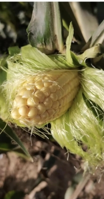 赤峰雪雪水果批發(fā)電話地址查詢-第1張圖片