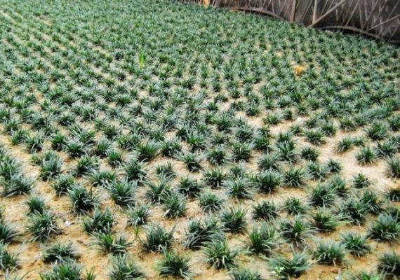 赤峰麥冬草廠家直銷電話號(hào)碼-第1張圖片